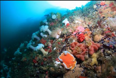 orange peel nudibranch, etc.