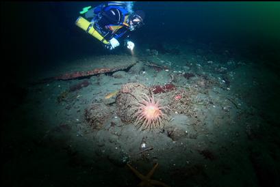 crimson anemone