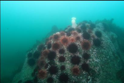 urchins and plumose anemone