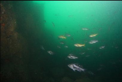 black and yellowtail rockfish at base of wall