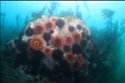 anemone and urchins