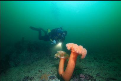 plumose anemones near reef