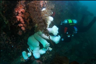 plumose anemones and lobed tunicate colony