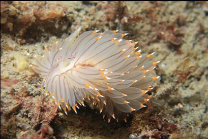 nudibranch