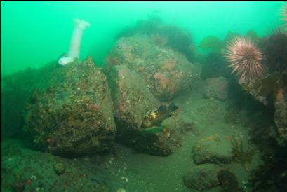 quillback rockfish on deeper reef