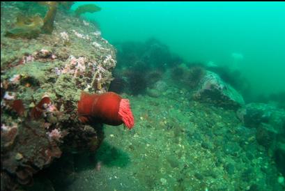 closed-up fish-eating anemone