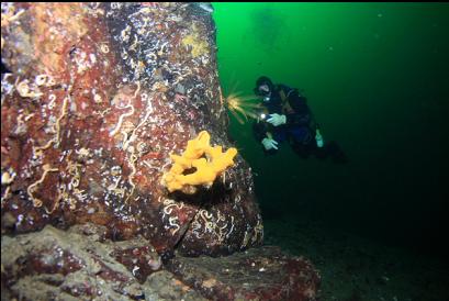 small cloud sponge