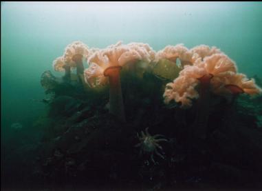 PLUMOSE ANEMONES