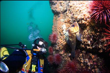 quillback rockfish