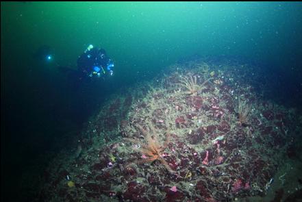 feather stars