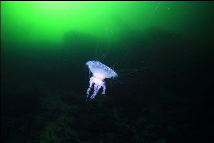 jellyfish
