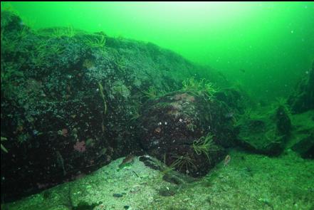 sandy channel in the reef