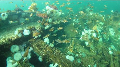 copper rockfish and holes in the deck