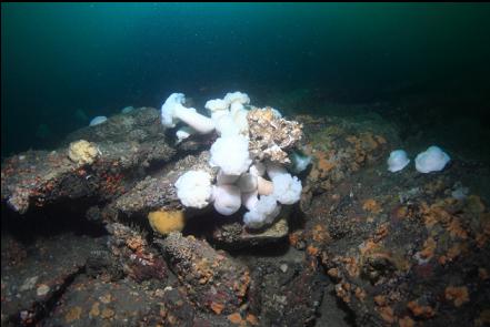 plumose anemones 90 feet deep