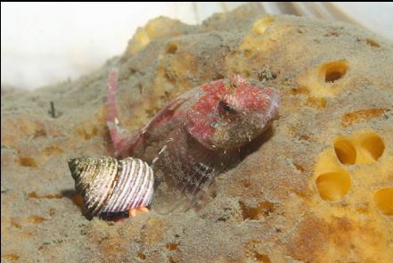 sculpin on a sponge