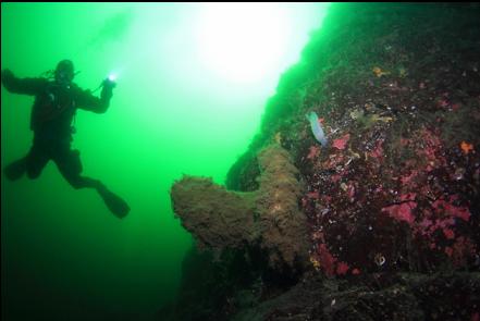 boot sponge and crystal tunicate