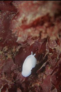 NUDIBRANCH