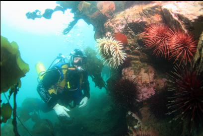 anemone and urchins