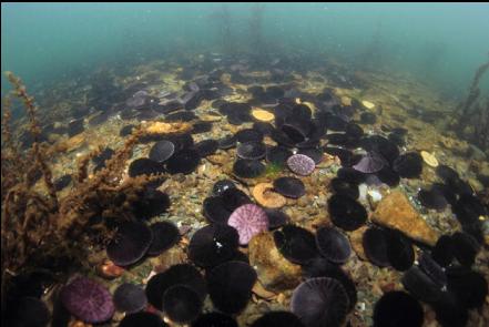 sand dollars