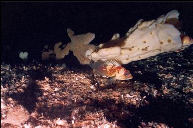 ROCKFISH AND CLOUD SPONGE