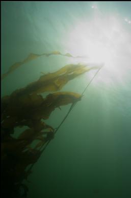 KELP AND SUN