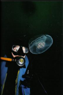 MOON JELLYFISH