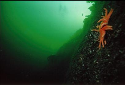 SUNFLOWER STAR ON SHALLOW WALL