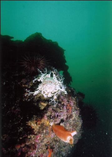 BASKET STAR AND TUNICATE 