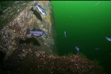 black rockfish