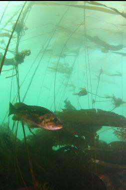 rockfish in kelp