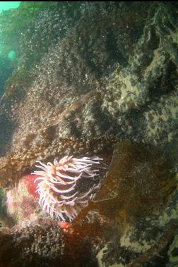 fish-eating anemone