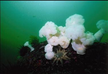 SEA STAR AND ANEMONES