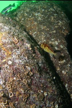 rockfish on wall