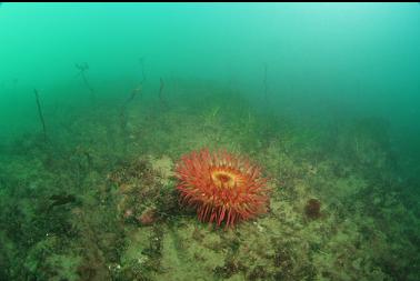 fish-eating anemone near boat ramp