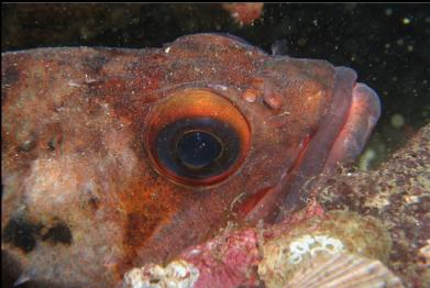 brown rockfish