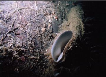 BOOT SPONGE AND BRITTLE STARS ON WALL