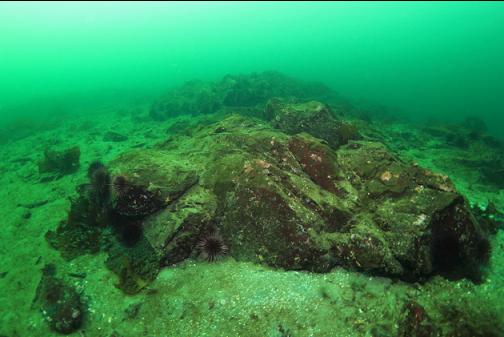 low, rocky reefs 50-60' deep