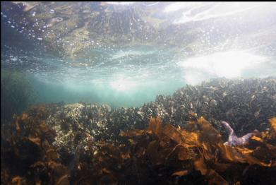 barnacles near surface