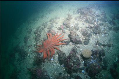 looking down at sunflower star and anemone on flat bottom 65 feet deep