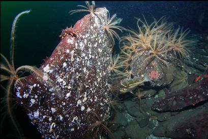 copper rockfish and feather star