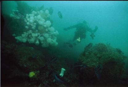 DIVER AND BLACK ROCKFISH