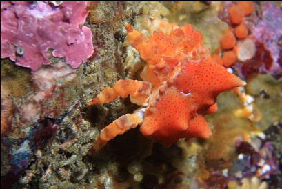 juvenile Puget Sound king crab