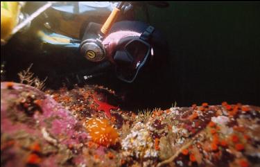 NUDIBRANCH, BLOOD STAR, CUP CORALS