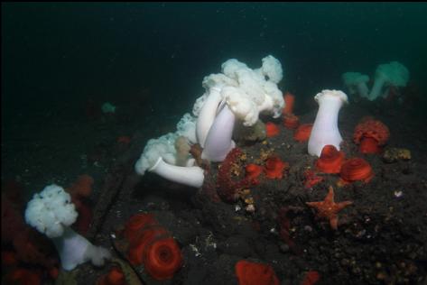 anemones, etc 55 feet deep