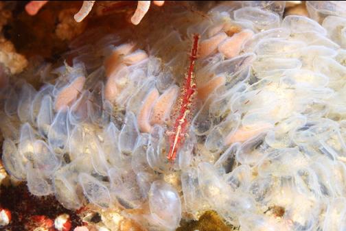 shrimp on snail eggs