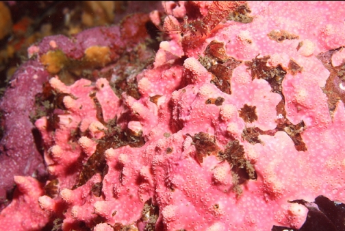 hydrocoral