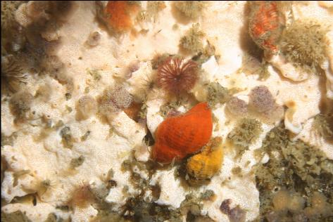 snails on tunicate colonies