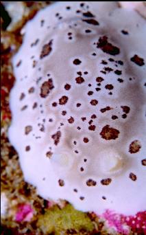 NUDIBRANCH