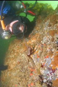 LOOKING AT OCTOPUS ON SMALL WALL