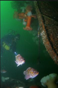 COPPER ROCKFISH NEAR STERN